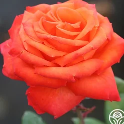 Voodoo™>Heirloom Roses