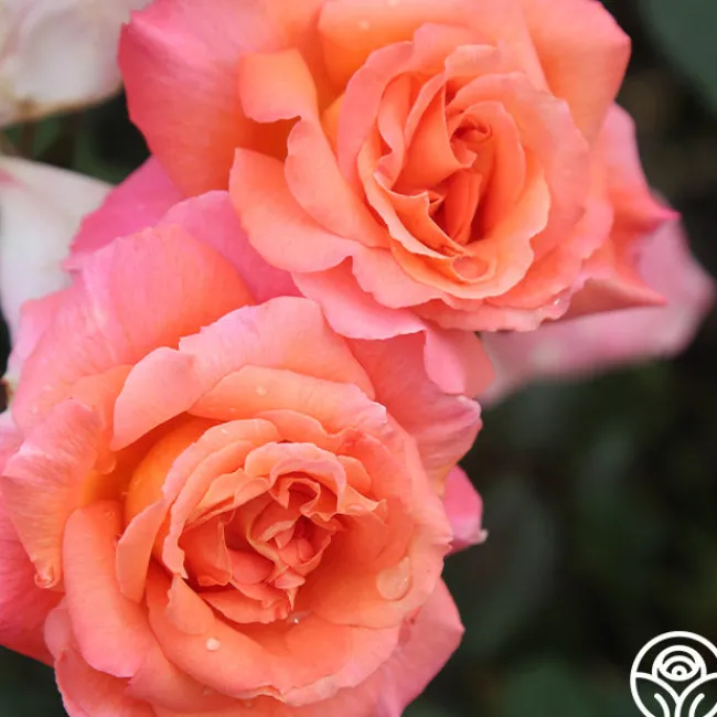 Voodoo™>Heirloom Roses