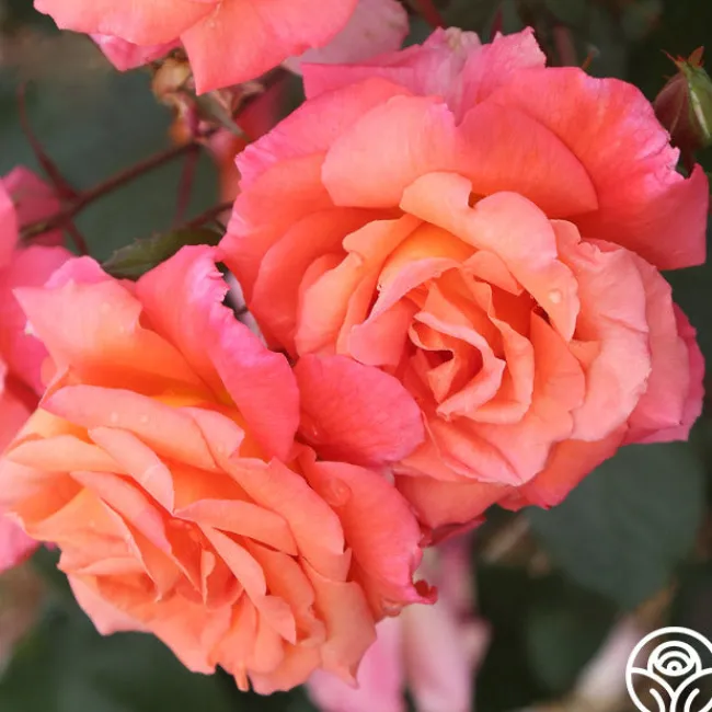 Voodoo™>Heirloom Roses