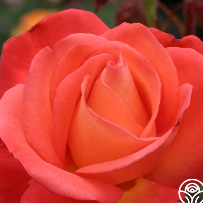 Voodoo™>Heirloom Roses
