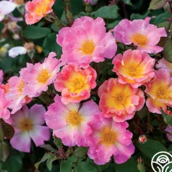 Watercolors Home Run®>Heirloom Roses Outlet