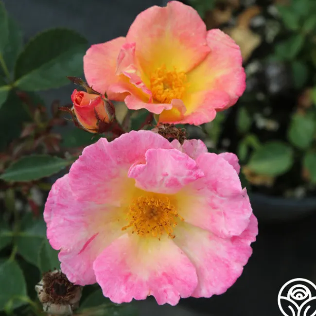 Watercolors Home Run®>Heirloom Roses Outlet