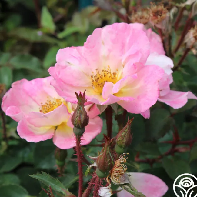 Watercolors Home Run®>Heirloom Roses Outlet