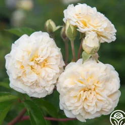 Wedding Garland>Heirloom Roses New