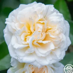 Wedding Garland>Heirloom Roses New