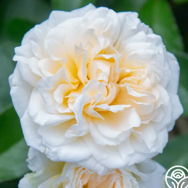 Wedding Garland>Heirloom Roses New