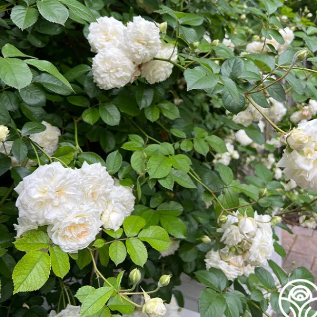 Wedding Garland>Heirloom Roses New