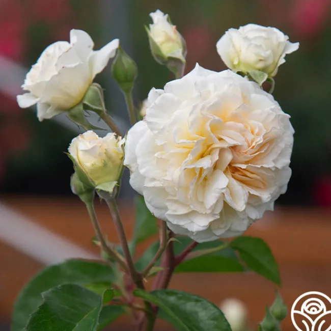 Wedding Garland>Heirloom Roses New