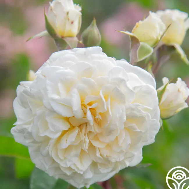 Wedding Garland>Heirloom Roses New
