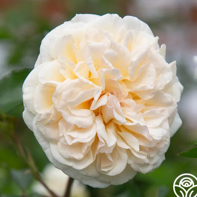 Wedding Garland>Heirloom Roses New