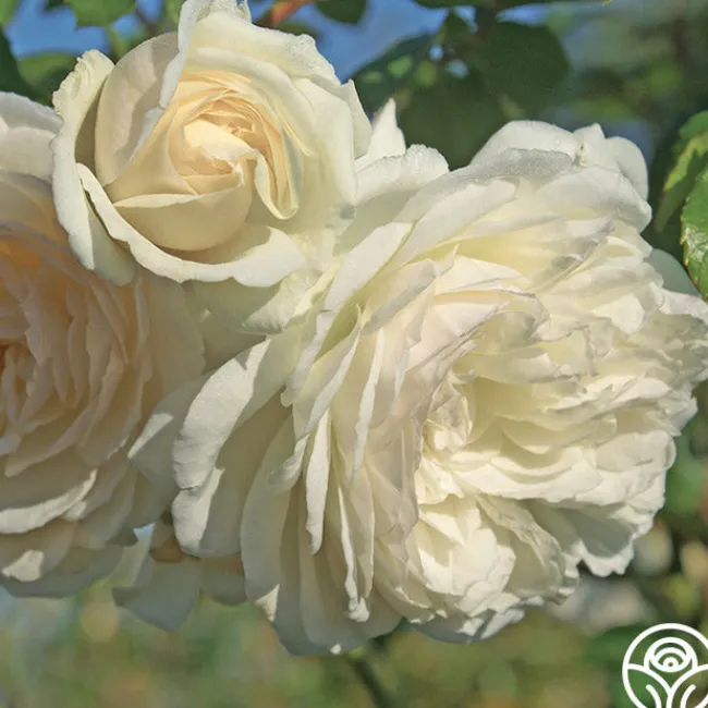 Wedding Garland>Heirloom Roses New