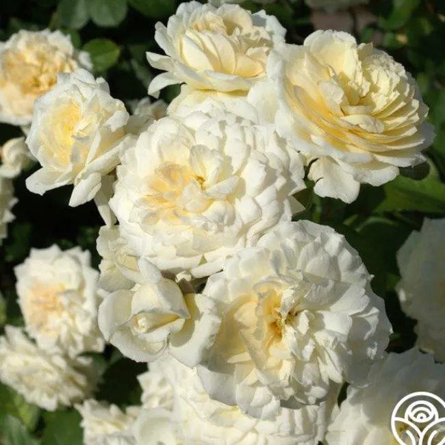 Wedding Garland>Heirloom Roses New