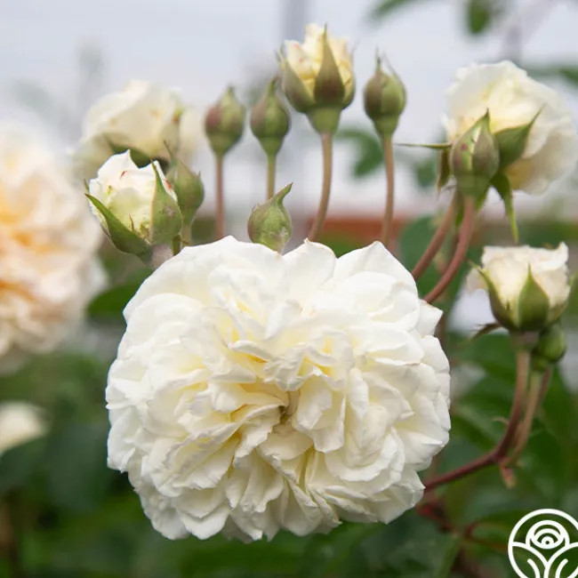 Wedding Garland>Heirloom Roses New
