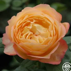 Well-Being™>Heirloom Roses Online