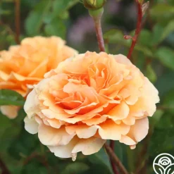 Welsh Gold™>Heirloom Roses Hot