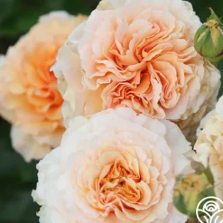 Welsh Gold™>Heirloom Roses Hot