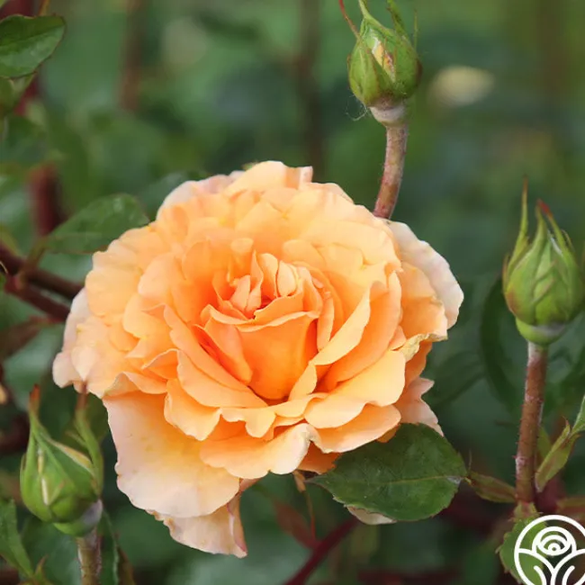 Welsh Gold™>Heirloom Roses Hot