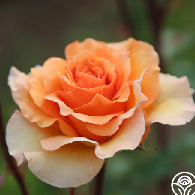 Welsh Gold™>Heirloom Roses Hot