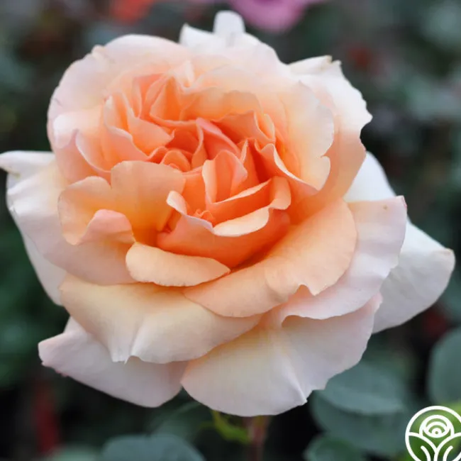 Welsh Gold™>Heirloom Roses Hot