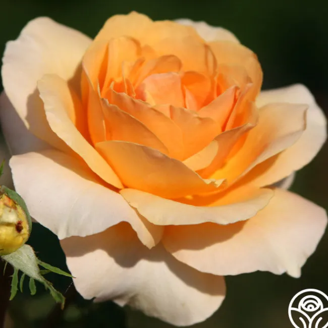 Welsh Gold™>Heirloom Roses Hot