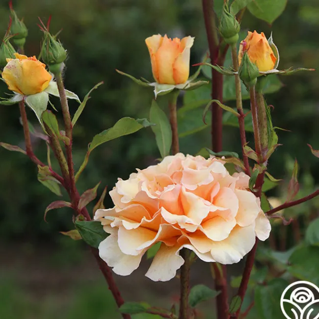 Welsh Gold™>Heirloom Roses Hot