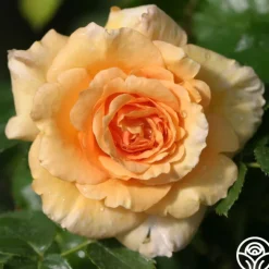 Welsh Gold™><noscript><img width=