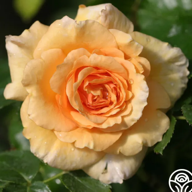 Welsh Gold™>Heirloom Roses Hot