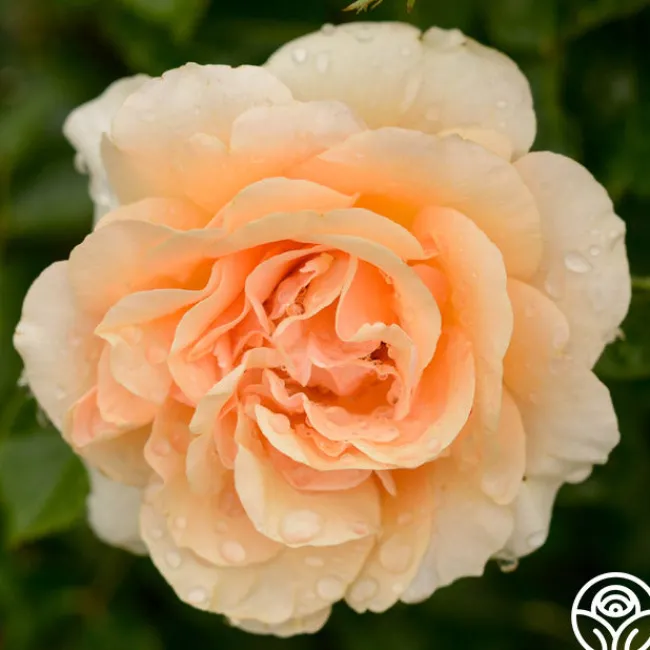 Welsh Gold™>Heirloom Roses Hot