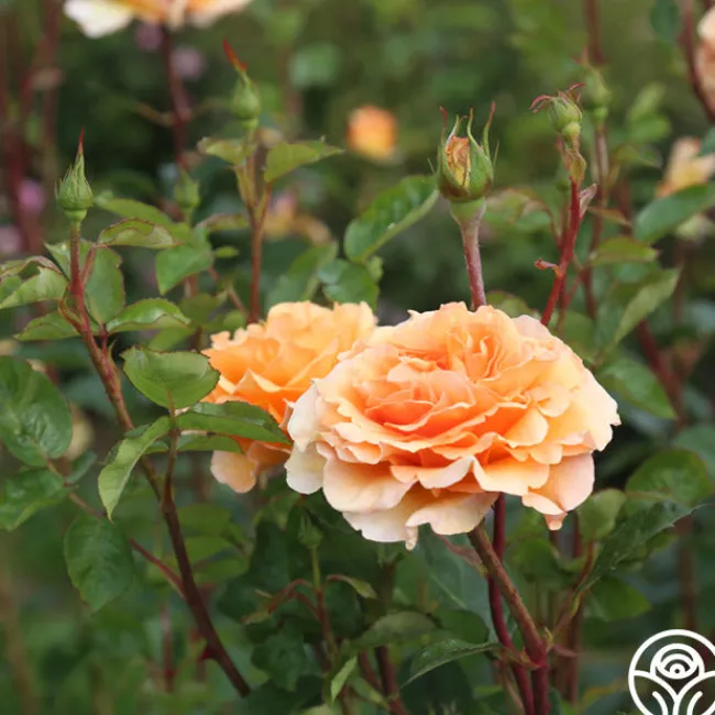 Welsh Gold™>Heirloom Roses Hot