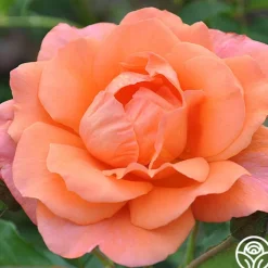 Westerland™><noscript><img width=