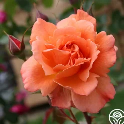 Westerland™><noscript><img width=