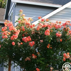 Westerland™><noscript><img width=
