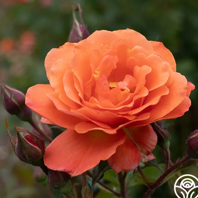 Westerland™>Heirloom Roses Online