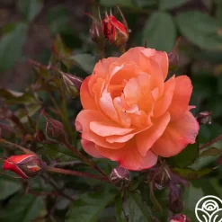 Westerland™><noscript><img width=