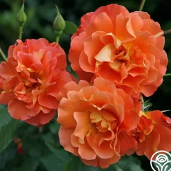 Westerland™><noscript><img width=