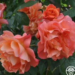 Westerland™><noscript><img width=