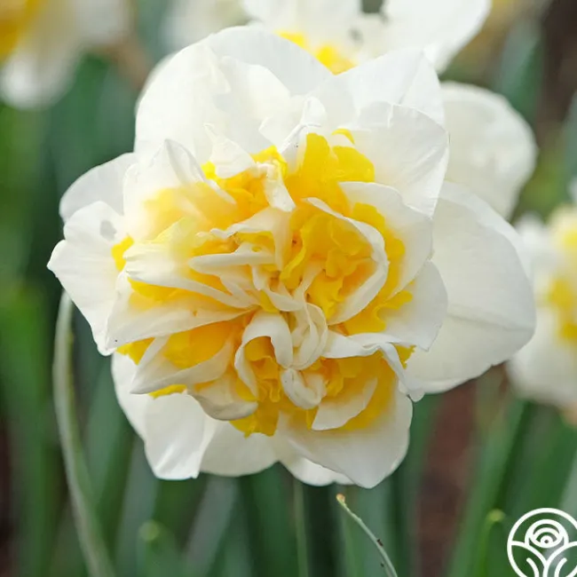 Westward>Heirloom Roses Clearance