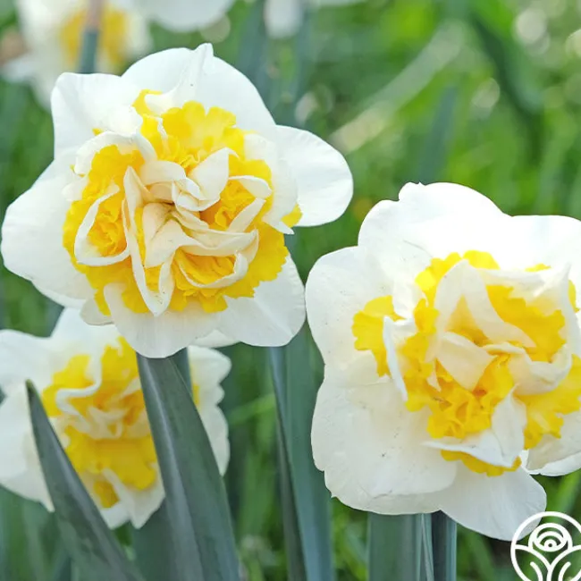Westward>Heirloom Roses Clearance