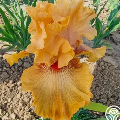 Whiskey Tango>Heirloom Roses