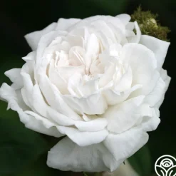 White Bath>Heirloom Roses