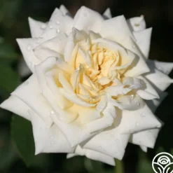 White Cap>Heirloom Roses