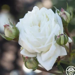 White Cap>Heirloom Roses