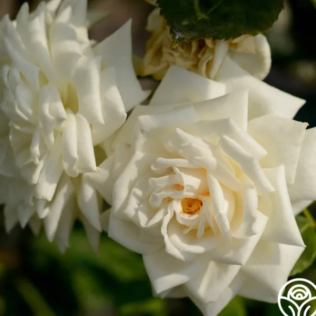 White Cap>Heirloom Roses