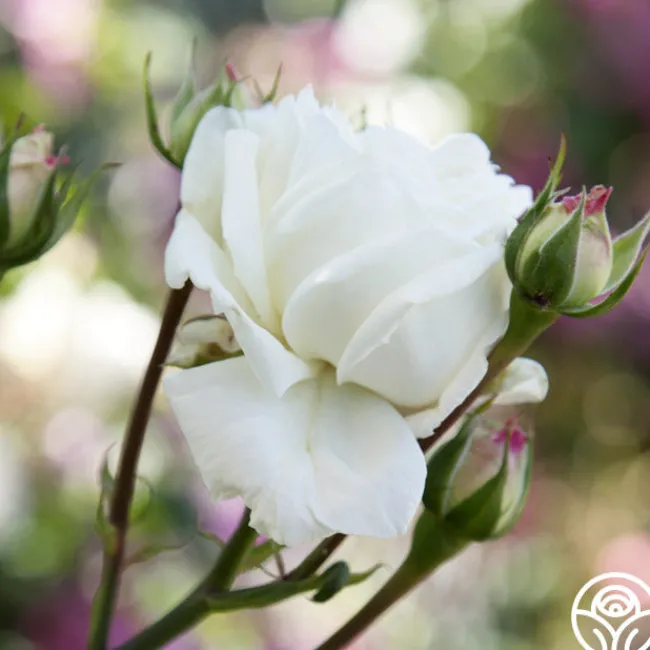 White Cap>Heirloom Roses