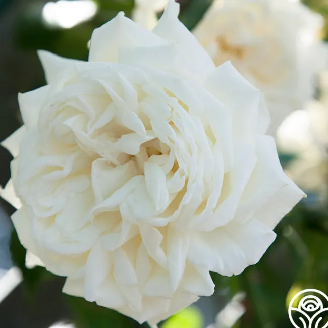 White Cap>Heirloom Roses
