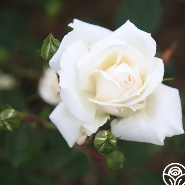 White Cap>Heirloom Roses