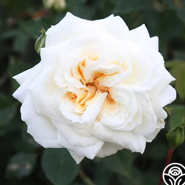 White Cap>Heirloom Roses