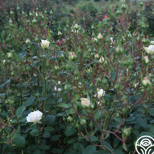 White Cap>Heirloom Roses