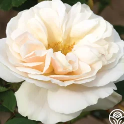 White Cloud>Heirloom Roses Hot