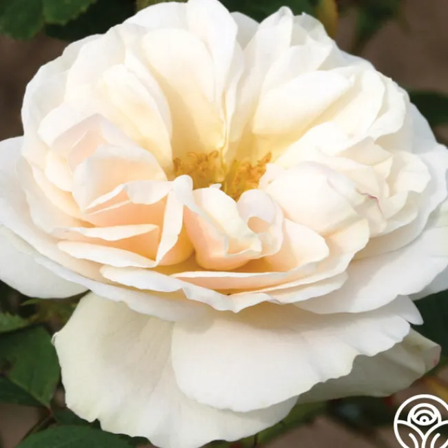 White Cloud>Heirloom Roses Hot